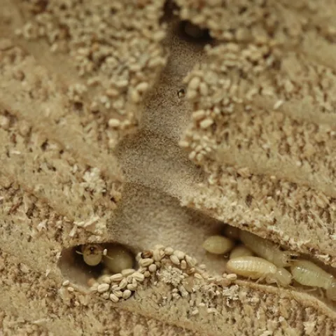 Figure 1: Western drywood termite (<i>Incisitermes minor</i>) immatures. (Credit: S. Taravati)