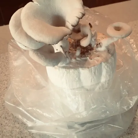 Oyster Mushrooms growing in a clean roll of toilet paper.