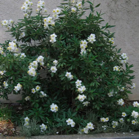 Carpenteria californica (Bush anemone)