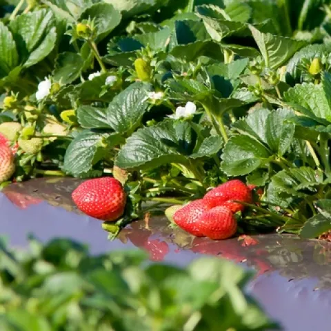 Complying with social-distancing protocols to prevent coronavirus spread will likely slow the strawberry harvest in California. (Photo: Evett Kilmartin)