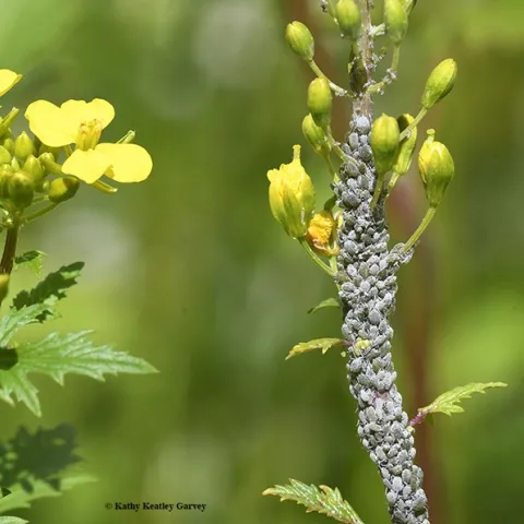 These cabbage aphids, Brevicoryne brassicae, are not practicing social distancing on this yellow mustard. (Photo by Kathy Keatley Garvey)