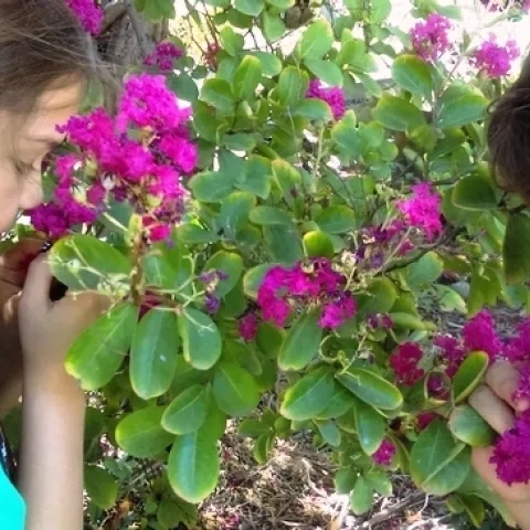 Children smelling myrtle flowers in the garden.