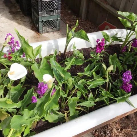 Stock and Calla Lilies