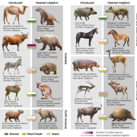 Introduced species and nearest neighbors, an illustration in PNAS.