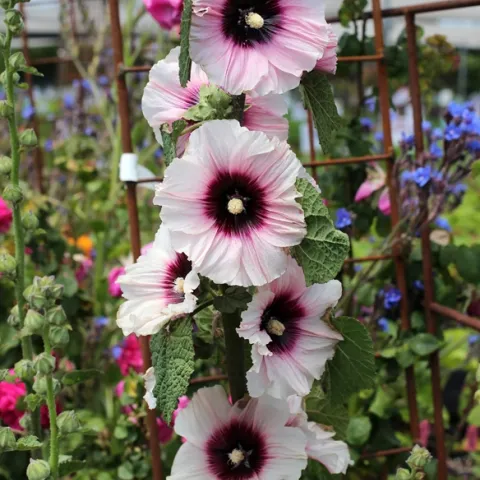 'Halo Candy' Hollyhock, courtsey of Annie's Annuals