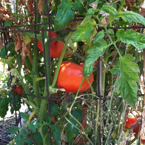 Tomatoes can be planted in late March, UC Master Gardener Yvonne Savio told the LA Times, but wait until April to plant summer crops like eggplant, peppers and cucumber.