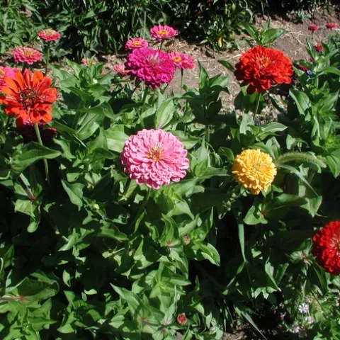zinnias