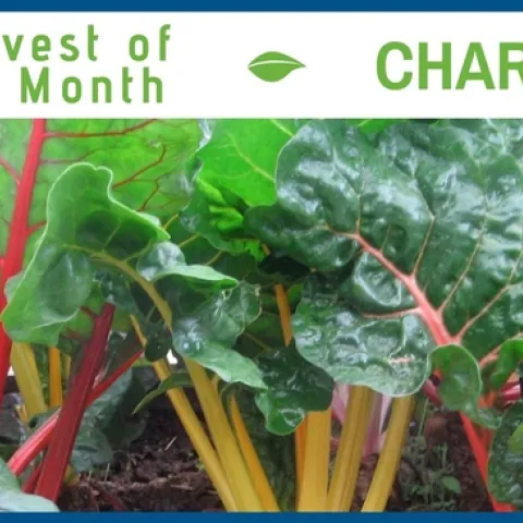 Chard