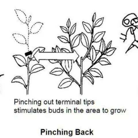 Pruning Terms - Illustrated