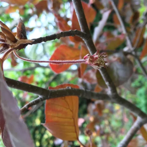 Hort Terms Photo - Beech Pubescence