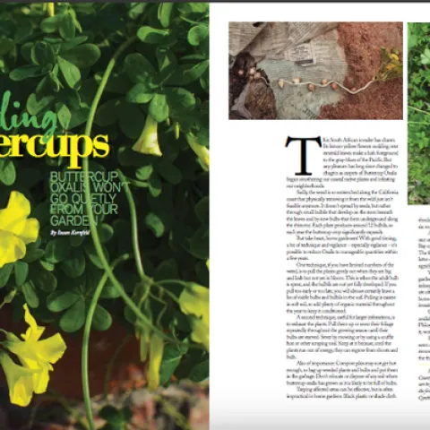 ss march 2020 kornfeld