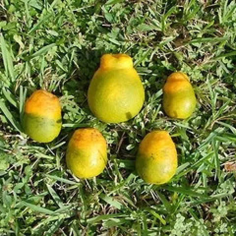 hlb defprmed citrus
