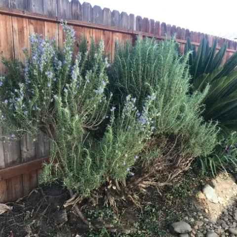 Rosemary (photos by Karen Metz)