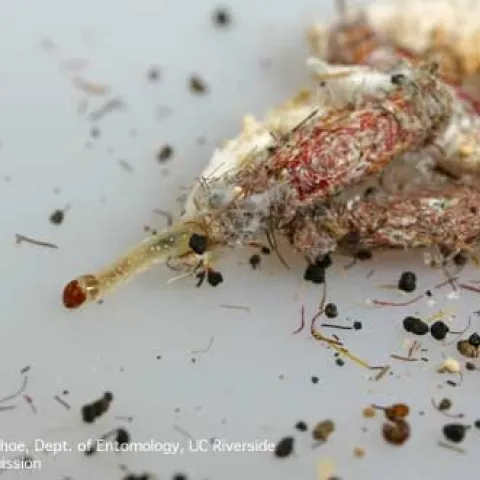 A clothes moth larva with its feeding case attached. (Credit: DH Choe)