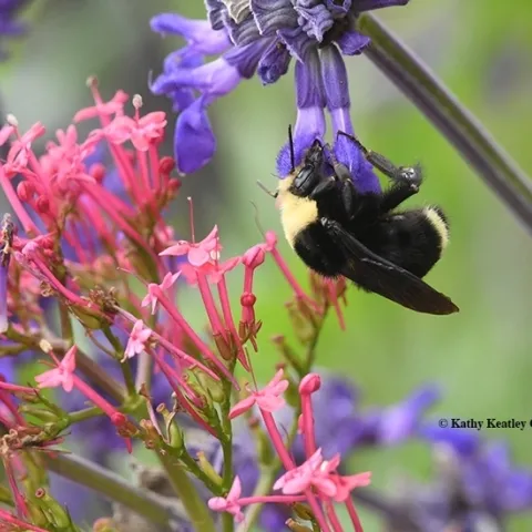 A yellow-faced bumble bee, Bombus vosnesenskii, nectaring on a spiked floral purple plant, Salvia indigo spires in Sonoma. (Photo by Kathy Keatley Garvey)
