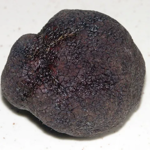Perigord black truffles potential new crop for California. (Photo: Wikimedia Commons)