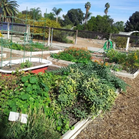 Community garden showcasing the greenery, a woman watering, planter boxes and an old red bath tub with plants.