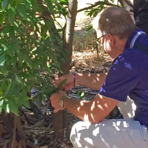 Matteo Garbelotto examines bay laurel for sudden oak death symptoms at the UC Berkeley campus.