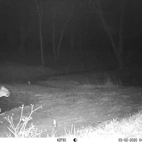 This mountain lion was photographed at approximately 8:47 p.m. on March 1 (cameras are set for UTC).