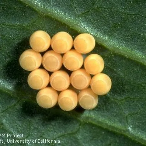 Green stink bug egg cluster. (Credit: Jack Kelly Clark)