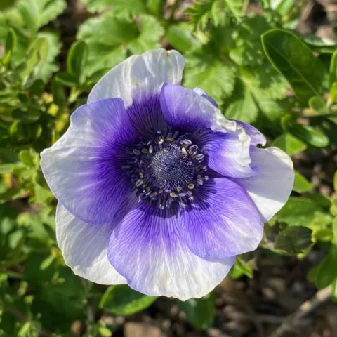 Anemone. photo by Erin Mahaney