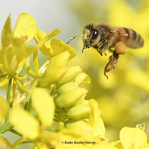 A honey bee, her head and antenna covered with mustard pollen, heads for more pollen in a bed of mustard in Vacavilel, Calif. (Photo by Kathy Keatley Garvey)