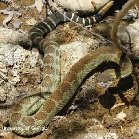 garter snake