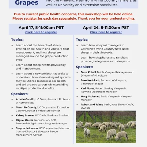Sheep in Vineyards flier