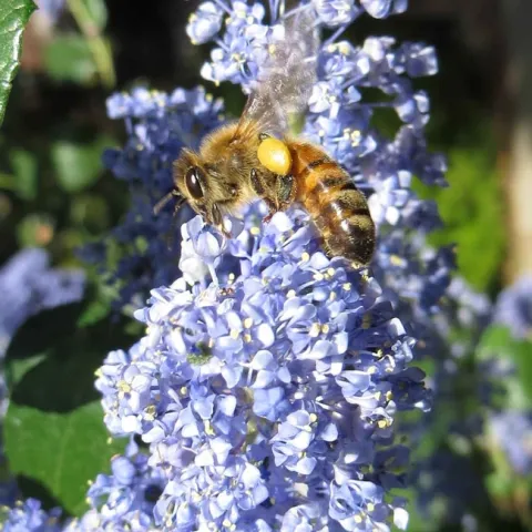 Honeybee on ceanothus, J Alosi