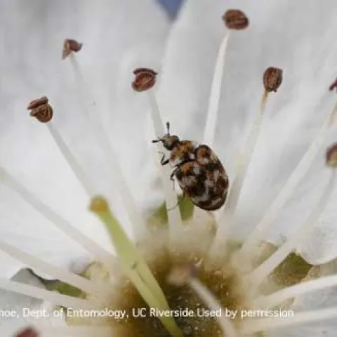 Adult varied carpet beetle on a flower. (Credit: DH Choe)