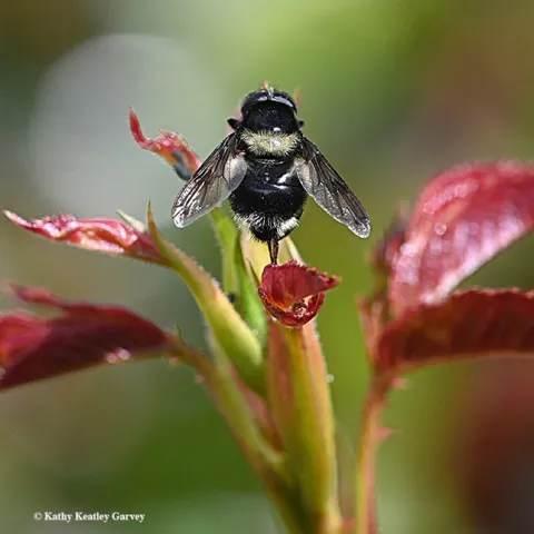 A hover fly that's a bumble bee mimic: this is Volucella bombylans complex. (Photo by Kathy Keatley Garvey)