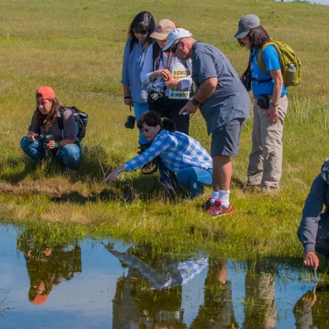 California Naturalists exploring a vernal pool