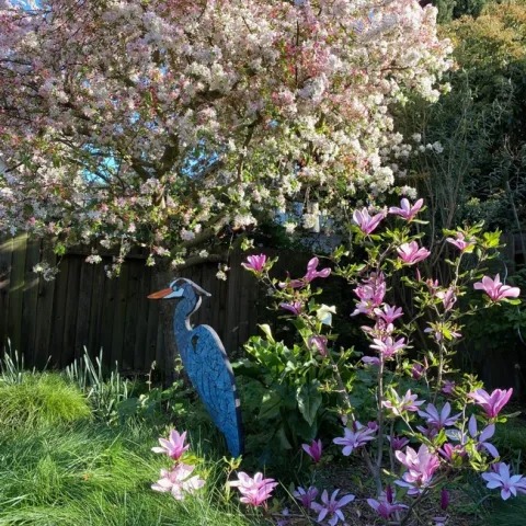Crab apple and Saucer Magnolia. photo by Erin Mahaney