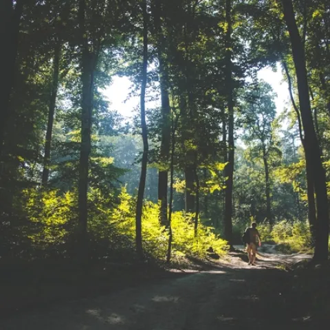 Forest bathing, (sylwia-bartyzel-unsplash)