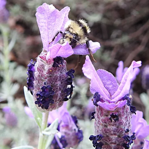 A bumble bee, Bombus melanopygus, commonly known as a "black-tailed bumble bee," awakens on a Spanish lavender in a Vacaville park. (Photo by Kathy Keatley Garvey)