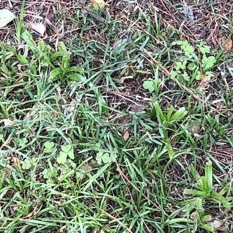 Turf with creeping woodsorrel and yellow nutsedge.