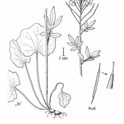 Cardamine californica