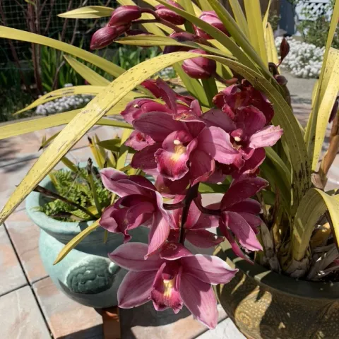Cymbidium Orchid