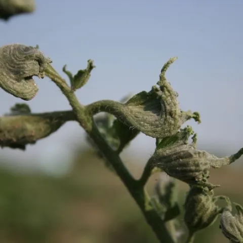 Figure 5. Leaf twisting and curling were just as prevalent in the 2nd planting.