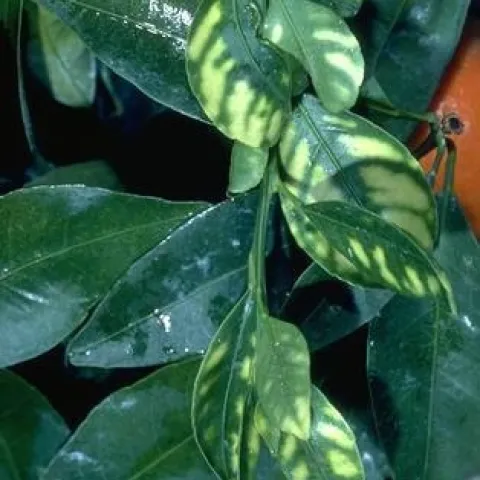 Zinc deficiency on the foliage of citrus. (Credit: Jack Kelly Clark)