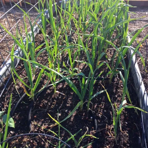 Garlic in raised bed, Kim Schwind
