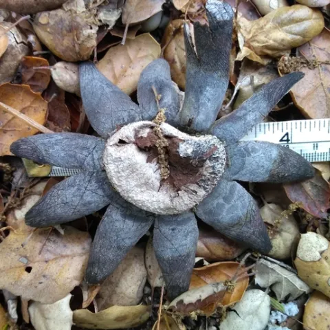 earth star 7