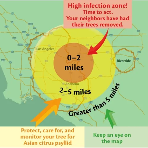 Go to http://ucanr.edu/hlbapp to find out how close you live to citrus that were infected with HLB.