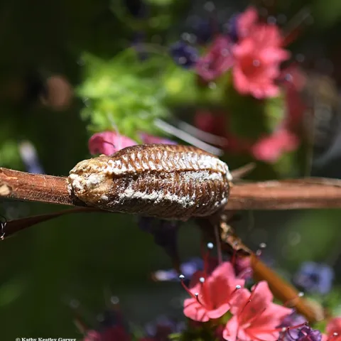 A praying mantis egg case, ootheca, on the tower of jewels, Echium wildpretii. (Photo by Kathy Keatley Garvey)
