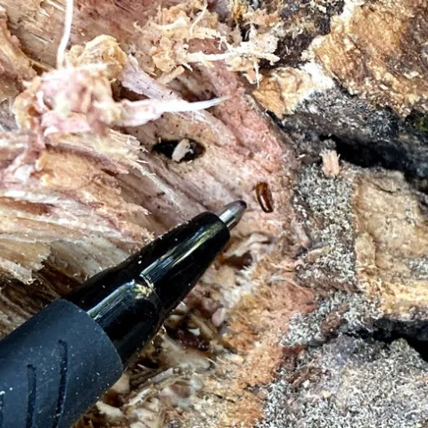 A ball point pen points to a Mediterranean Oak Borer, indicating its tiny size.