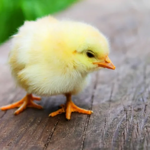 Raising baby chicks offers meaning, purpose and connectedness during COVID-19 crisis, says a commentary published in the Sacramento Bee.