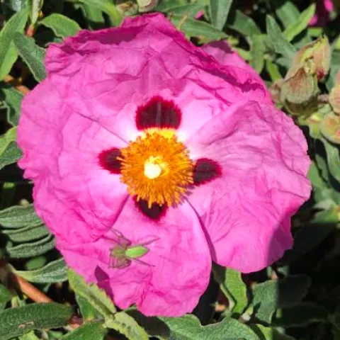 A green lynx spider settles on a pink rockrose. (Cell phone photo by Kathy Keatley Garvey)