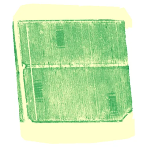 Figure 2 Drone image of a field in Solano County where N rich strips are implemented