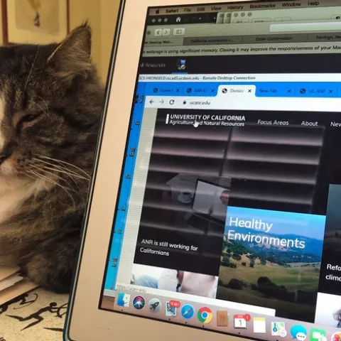 A gray and white tabby cat with its eyes closed lays next to a laptop displaying the ANR website.