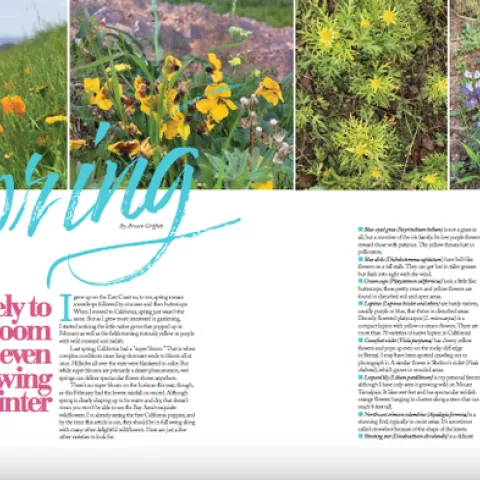 ss april 2020 wildflowers